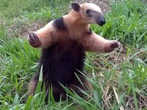 Tamandua