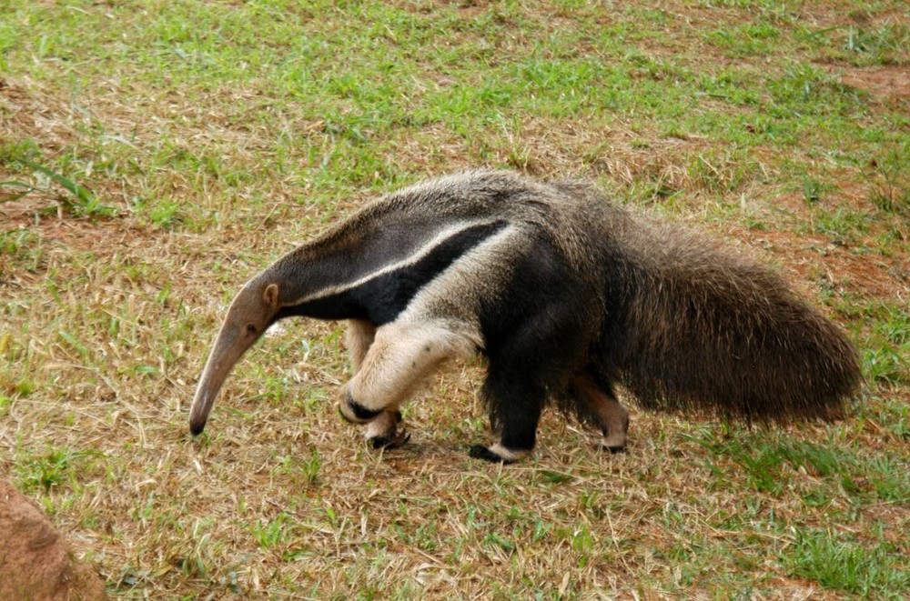 Qual é o Nicho Ecológico do Tamanduá? Fisiologia do Animal