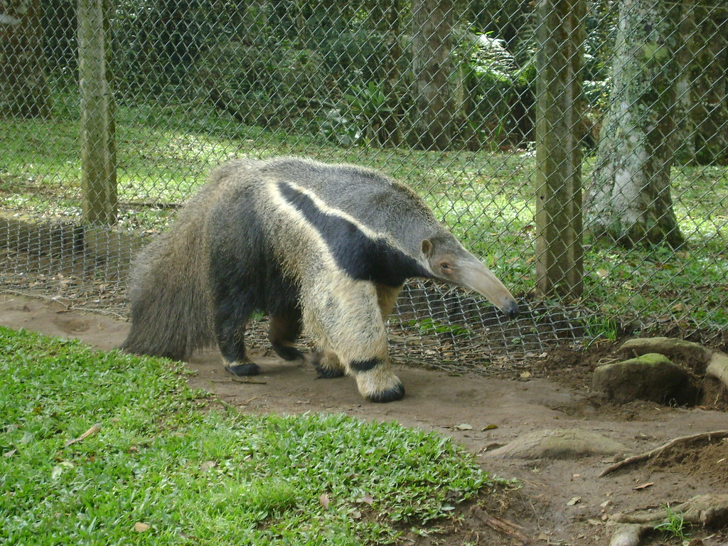 Tamanduá Bandeira no Zoológico 