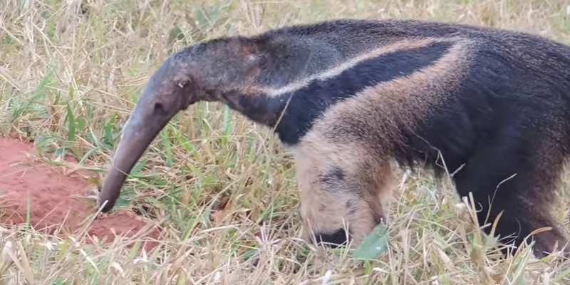 Tamanduá se Alimentando no Mato 