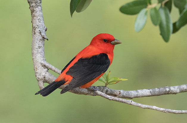 Tanagers