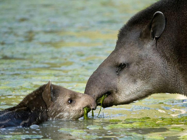 Tapirus Terrestris