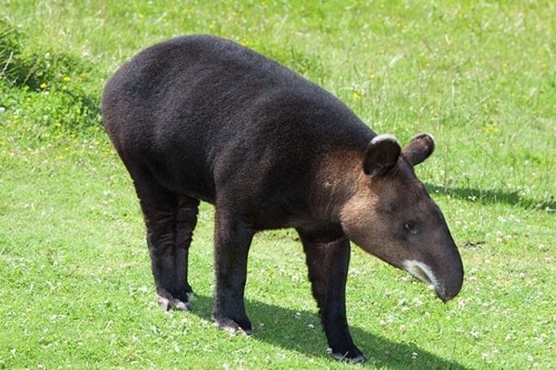 Quais São os Predadores da Anta e Seus Inimigos Naturais