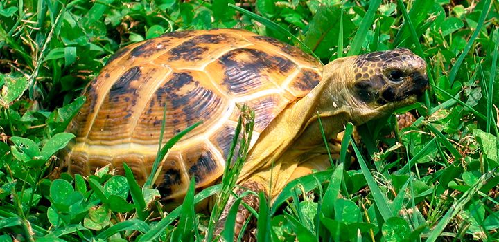 Tartaruga Russa Características Físicas