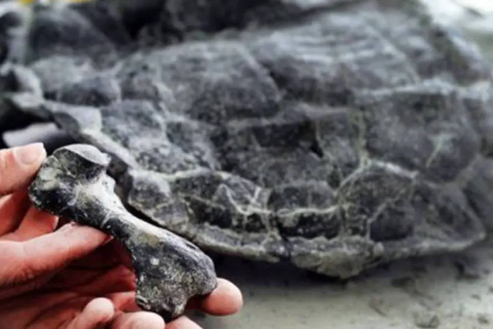 Fóssil de Tartaruga antiga