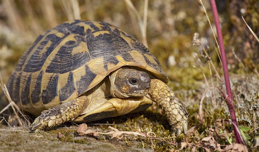 Testudo hermanni