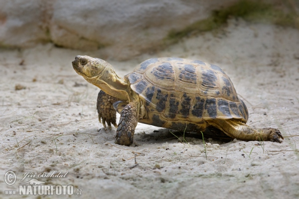 Testudo horsfieldii