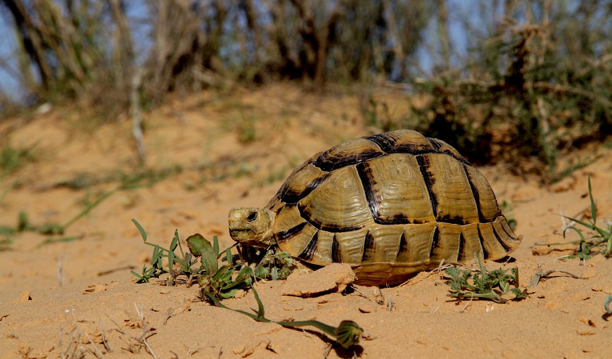 Testudo kleinmanni