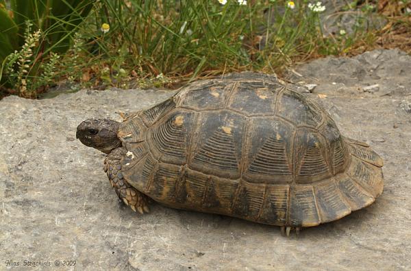 Testudo marginata