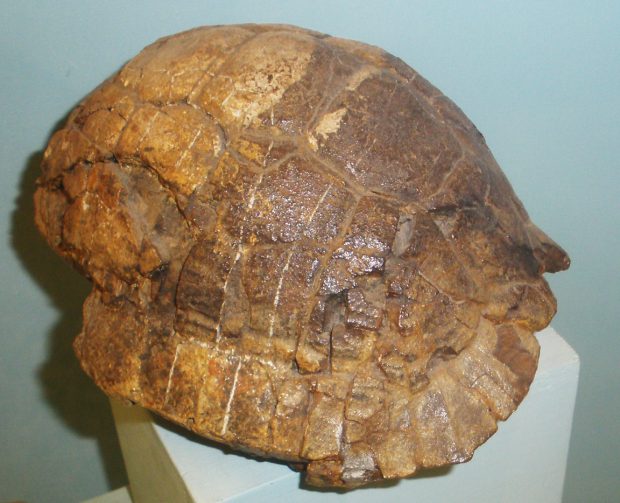 Testudo marmorum