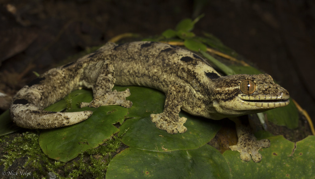 Thecadactylus Rapicauda