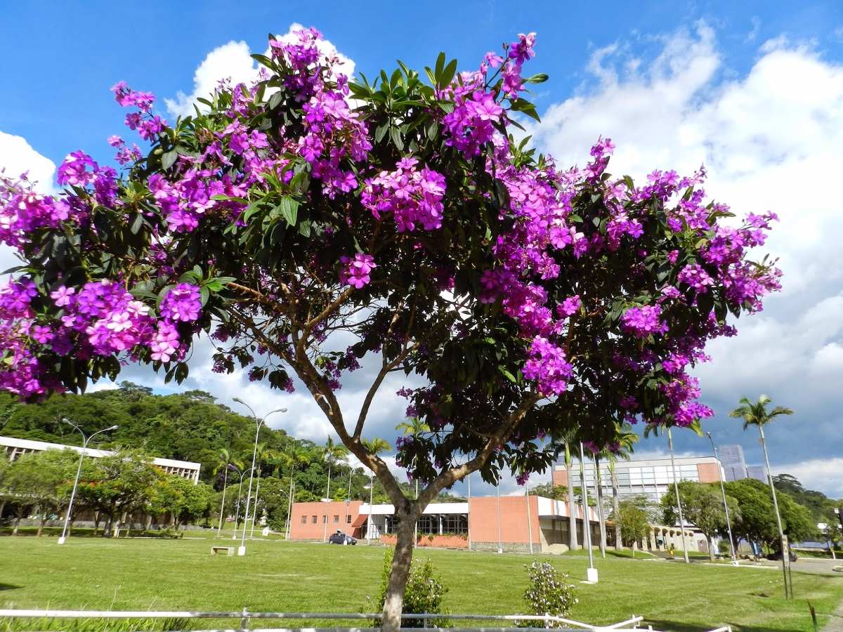 Tibouchina Granulosa