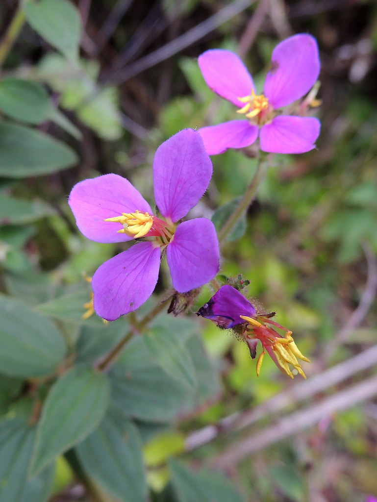 Tibouchina Herbaceae