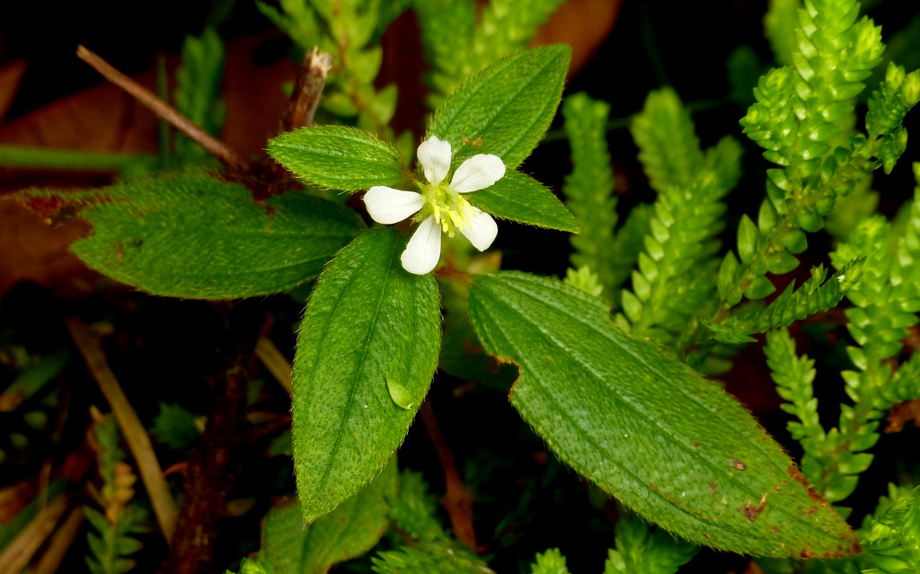 Tibouchina Longifólia