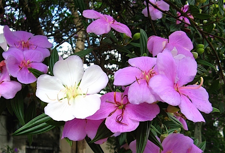 Tibouchina Mutabilis