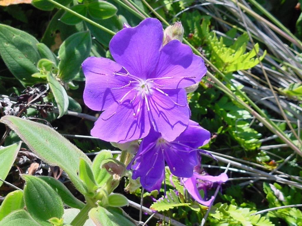 Tibouchina Urvilleana