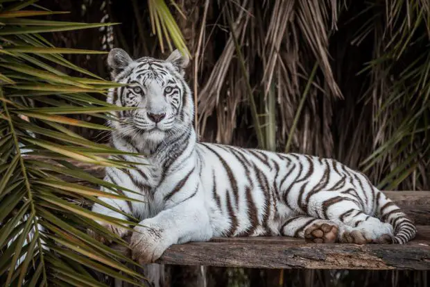 Tigre Branco no Zoo de Brasília