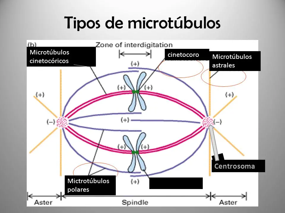 Tipos De Microtúbulos 