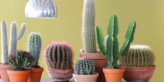 lista-com-tipos-de-cactos-esp-cies-com-nomes-e-fotos-mundo-ecologia