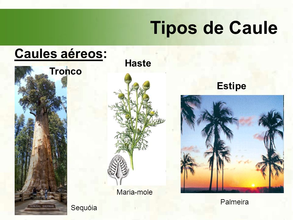 Tipos de Caule 