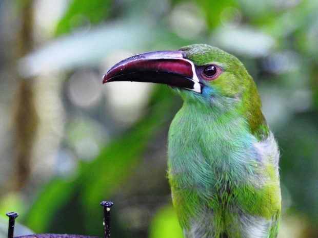 Toucanet Bico de Ranhura