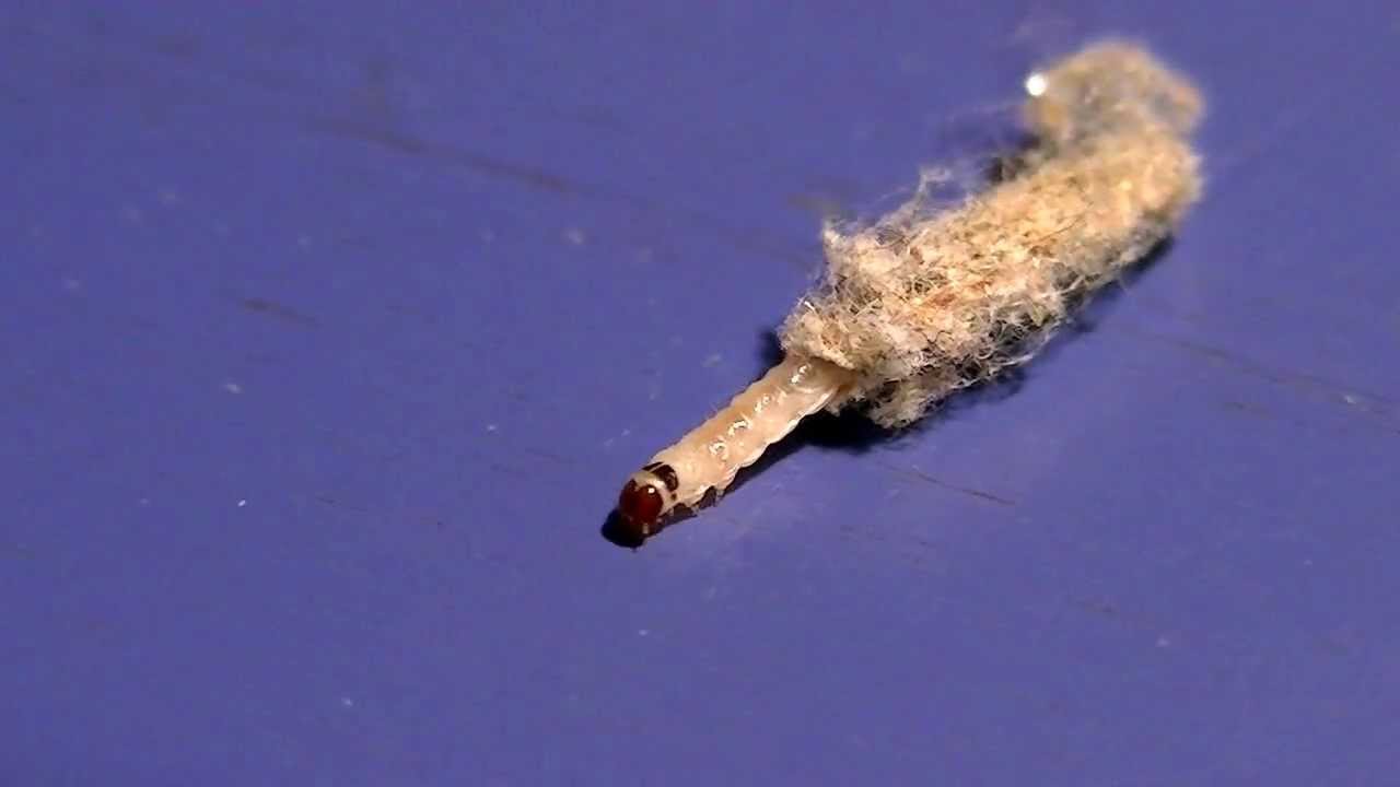 Traça-Da-Lã: Características, Nome Cientifico, Habitat E Fotos | Mundo ...