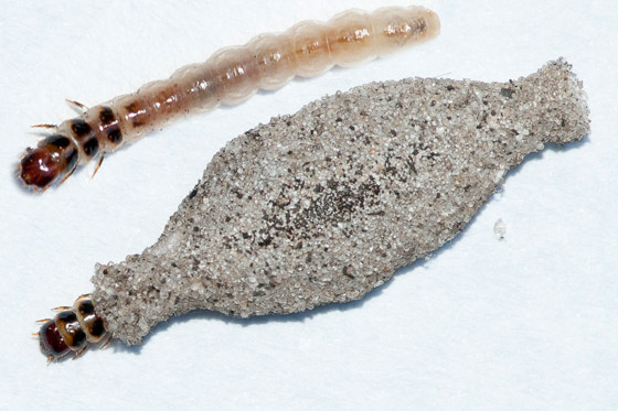 Traça-Das-Paredes: Características, Nome Científico E Fotos – Mundo ...