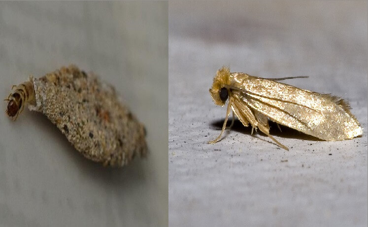 Traça-Das-Paredes: Características, Nome Científico E Fotos – Mundo ...