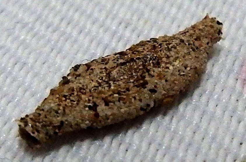 Traça-das-Roupas: Características, Nome Cientifico e Fotos | Mundo Ecologia