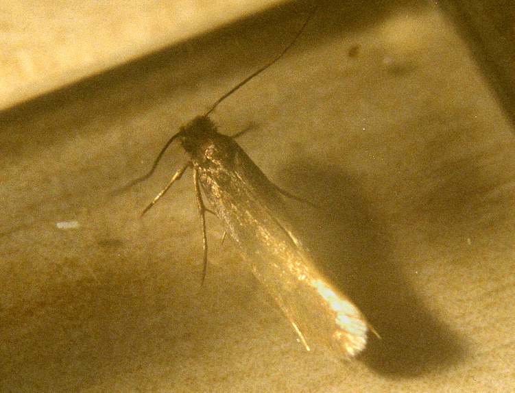 Traça-das-Roupas: Características, Nome Cientifico e Fotos | Mundo Ecologia