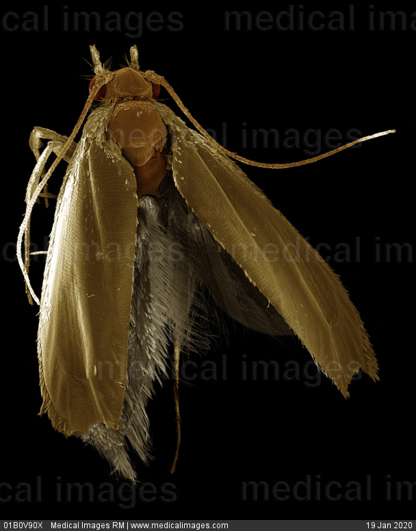 Traça-das-Roupas: Características, Nome Cientifico e Fotos | Mundo Ecologia