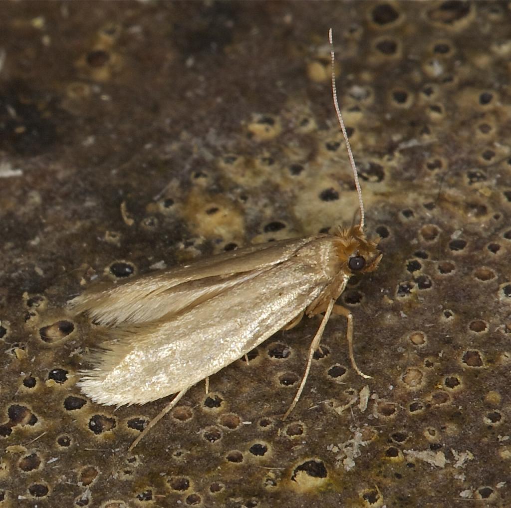 Traça-das-Roupas: Características, Nome Cientifico e Fotos | Mundo Ecologia