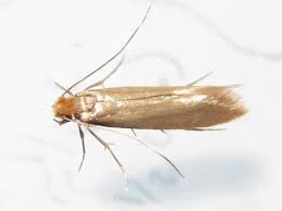 Traça-das-Roupas: Características, Nome Cientifico e Fotos | Mundo Ecologia