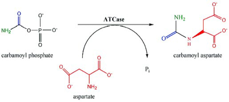 Transferases 