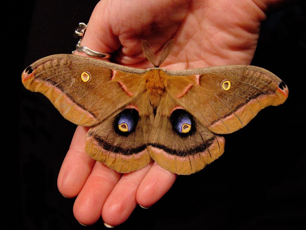 Traça de Polyphemus na Mão de uma Pessoa
