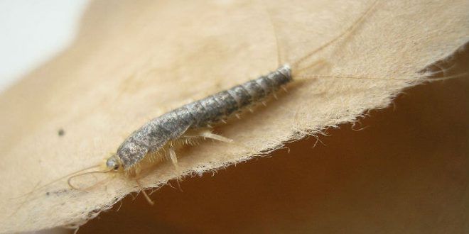 O Que Atrai as Traças? Como Elas Surgem? | Mundo Ecologia
