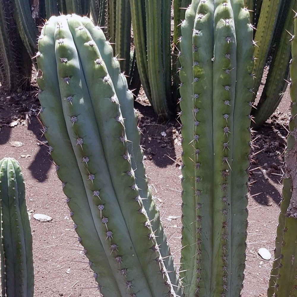 Trichocereus Peruvianus