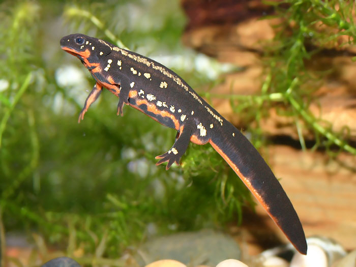 Tritão Animal de Estimação: Como Cuidar de Um? – Mundo Ecologia