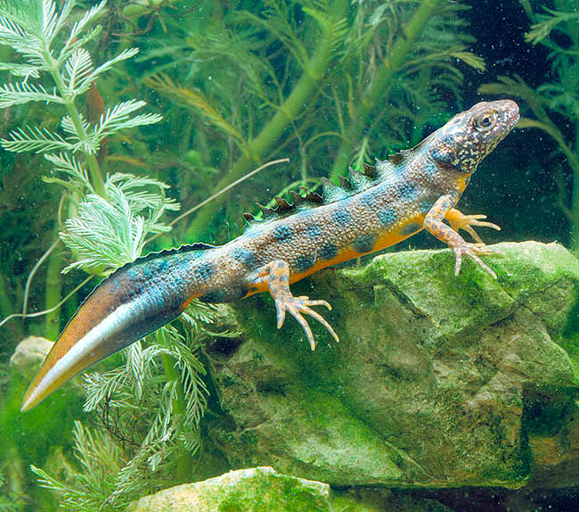 Triturus