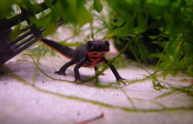 Tritão Andando Dentro do Aquário