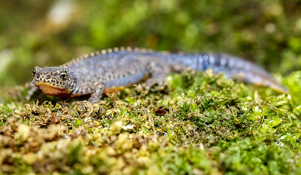 Tritão Animal