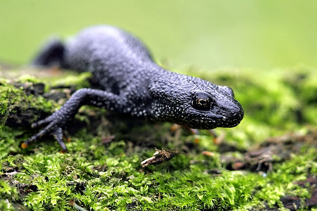 Tritão-de-crista: Caracteristicas, Nome Cientifico e Fotos