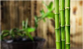 Três Caule de Bambu 