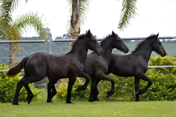 Três Cavalos Friesian no Pasto 