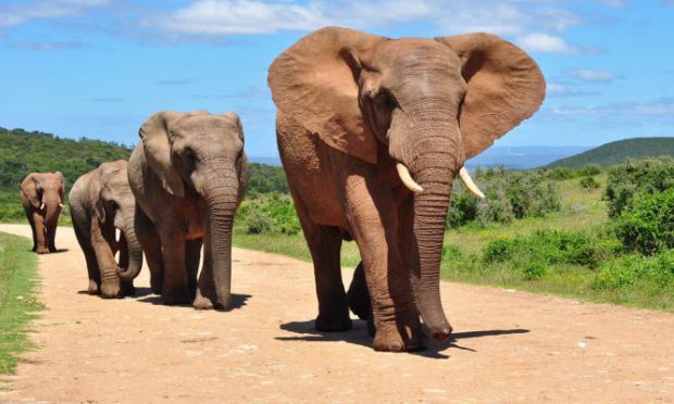 Três Elefantes Andando na Estrada 