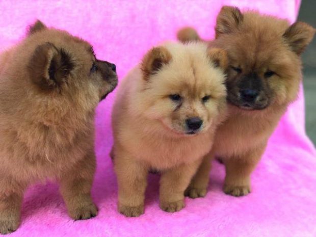 Três Filhtoes de Chow Chow