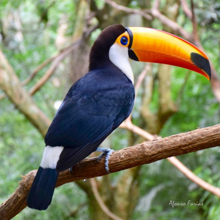 Tucano Curiosidades E Fatos Interessantes Sobre O Animal | Mundo Ecologia
