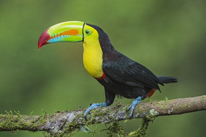 Como o Tucano Respira? Sistema Respiratório da Ave