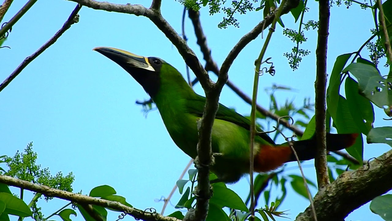 Tucano-De-Bico-Preto 