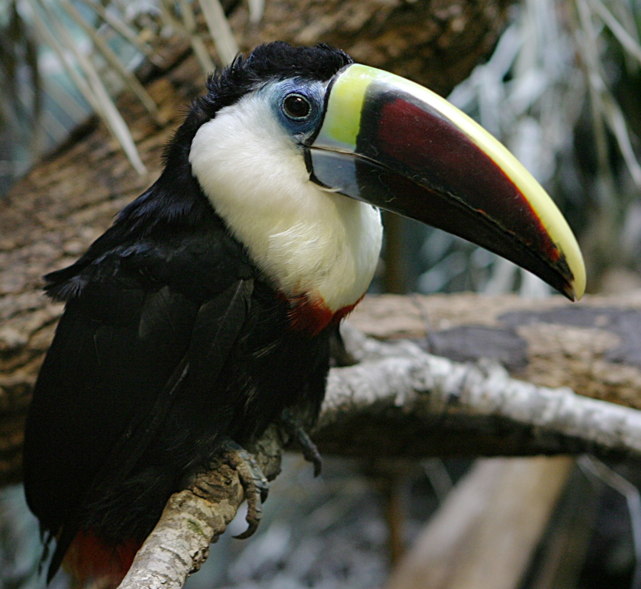 Tucano Throated: Caracteristicas, Nome Cientifico e Fotos